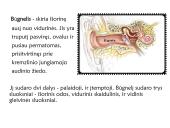 Klausa.  Žmogaus ausies sandara 7 puslapis