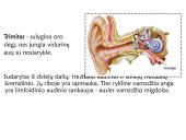 Klausa.  Žmogaus ausies sandara 8 puslapis