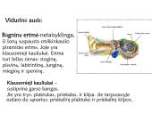 Klausa.  Žmogaus ausies sandara 9 puslapis