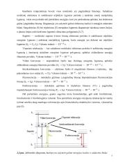 Feofitino-a fototransformacijų tyrimai antioksidantų aplinkoje 6 puslapis