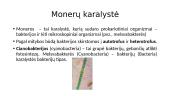 Organizmų biologinė įvairovė 13 puslapis