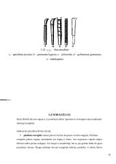 Sėjamosios savarankiškas darbas 19 puslapis