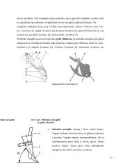 Sėjamosios savarankiškas darbas 20 puslapis