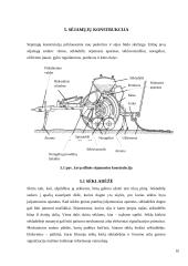 Sėjamosios savarankiškas darbas 9 puslapis
