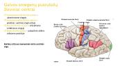 Nervų ir jutimų organų anatomija ir fiziologija 17 puslapis