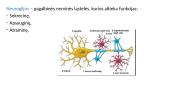 Nervų ir jutimų organų anatomija ir fiziologija 4 puslapis