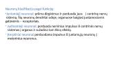Nervų ir jutimų organų anatomija ir fiziologija 5 puslapis