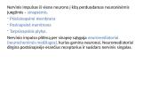 Nervų ir jutimų organų anatomija ir fiziologija 7 puslapis