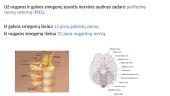 Nervų ir jutimų organų anatomija ir fiziologija 10 puslapis