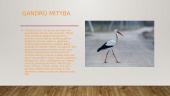 Gandro ir Pilkosios žąsies migracija 3 puslapis