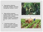 Filipinai. Šalies pristatymas 5 puslapis