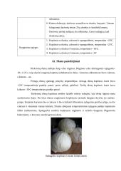 Fermentacijos produktai 8 puslapis