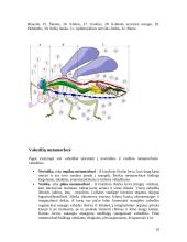 Vabzdžiai ir jų įvairovė 11 puslapis