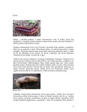 Vabzdžiai ir jų įvairovė 12 puslapis