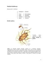Vabzdžiai ir jų įvairovė 5 puslapis