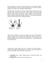 Vabzdžiai ir jų įvairovė 6 puslapis