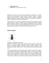 Vabzdžiai ir jų įvairovė 7 puslapis