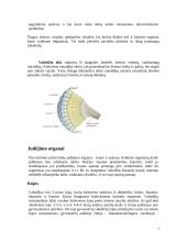 Vabzdžiai ir jų įvairovė 8 puslapis