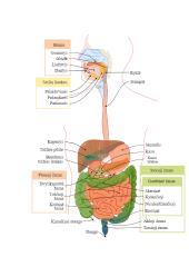 Virškinimo sistemos konspektas 2 puslapis