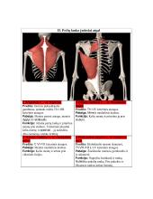 Žmogaus anatomija. Raumenys 11 puslapis