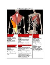 Žmogaus anatomija. Raumenys 13 puslapis