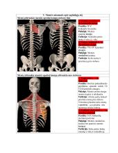 Žmogaus anatomija. Raumenys 14 puslapis