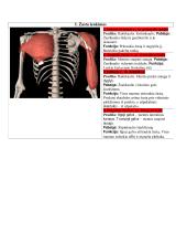 Žmogaus anatomija. Raumenys 16 puslapis
