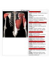 Žmogaus anatomija. Raumenys 17 puslapis