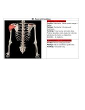 Žmogaus anatomija. Raumenys 18 puslapis
