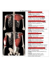 Žmogaus anatomija. Raumenys 19 puslapis