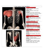 Žmogaus anatomija. Raumenys 20 puslapis