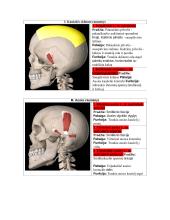 Žmogaus anatomija. Raumenys 3 puslapis