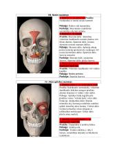 Žmogaus anatomija. Raumenys 4 puslapis