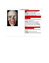 Žmogaus anatomija. Raumenys 5 puslapis