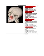 Žmogaus anatomija. Raumenys 6 puslapis