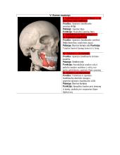 Žmogaus anatomija. Raumenys 7 puslapis