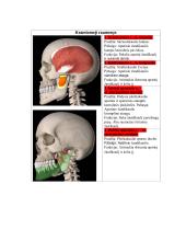 Žmogaus anatomija. Raumenys 8 puslapis