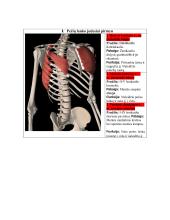Žmogaus anatomija. Raumenys 10 puslapis