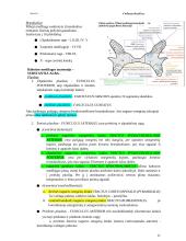 Bendroji neurologija. Smegenų dangalai. Nugaros smegenys 11 puslapis
