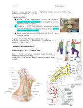 Bendroji neurologija. Smegenų dangalai. Nugaros smegenys 13 puslapis