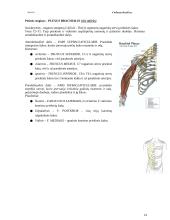 Bendroji neurologija. Smegenų dangalai. Nugaros smegenys 14 puslapis
