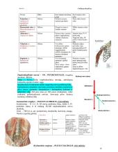 Bendroji neurologija. Smegenų dangalai. Nugaros smegenys 15 puslapis