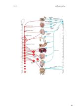 Bendroji neurologija. Smegenų dangalai. Nugaros smegenys 20 puslapis