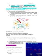 Bendroji neurologija. Smegenų dangalai. Nugaros smegenys 3 puslapis