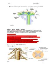 Bendroji neurologija. Smegenų dangalai. Nugaros smegenys 8 puslapis