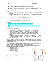 Bendroji neurologija. Smegenų dangalai. Nugaros smegenys 9 puslapis