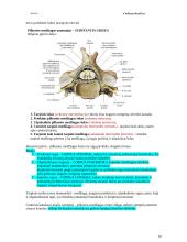 Bendroji neurologija. Smegenų dangalai. Nugaros smegenys 10 puslapis
