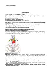 Širdies sandaros ypatumai 5 puslapis