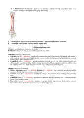 Širdies sandaros ypatumai 7 puslapis