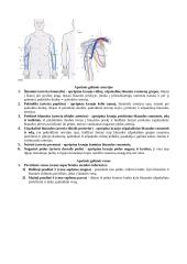 Širdies sandaros ypatumai 8 puslapis